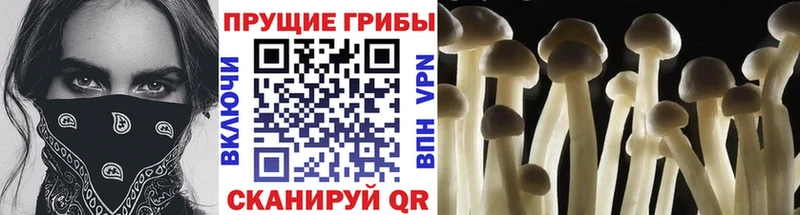 Купить где  Кувшиново  Псилоцибиновые грибы Psilocybe 